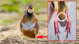 ¿Qué sabemos del gallo banda, el macho de perdiz roja con una mancha especial en sus plumas?