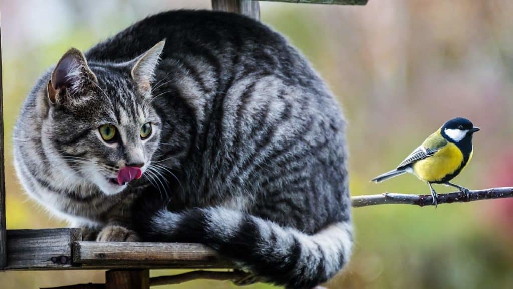 Un gato acecha a un carbonero. © Shutterstock