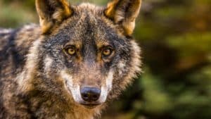 El lobo ya mata ovejas dentro de los pueblos en España