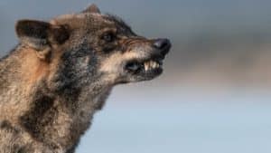 La Audiencia Nacional mantiene la prohibición de cazar lobos en España