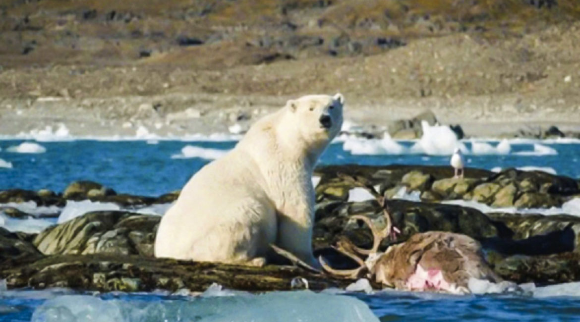Graban las inéditas imágenes de un oso polar cazando y comiéndose a un reno