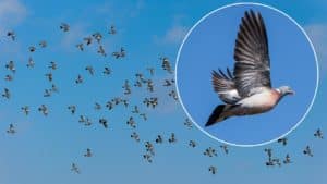 Más de 100.000 palomas cruzan el Pirineo y entran en España