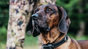 Un anticaza atropella intencionadamente a un perro de caza en medio de una batida en Francia