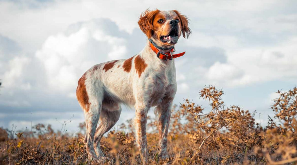 Perro de caza durante una jornada cinegética. © Ángel Vidal