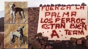 Fin del enigma: Así rescataron a los perros de La Palma atrapados por la lava del volcán