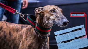 La estafa de perros perdidos sale gratis: esta es la vergonzosa sentencia de una cazadora estafada