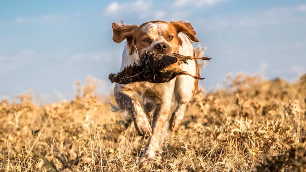 Perro de caza cobrando. © Israel Hernández
