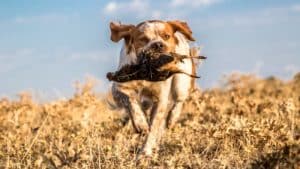 Así afectará a los cazadores la reforma que considera a los animales seres sintientes