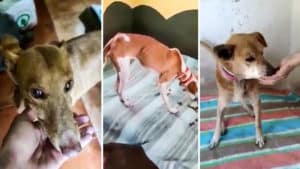 Primeras imágenes de los perros de La Palma tras ser rescatados: se encuentran bien