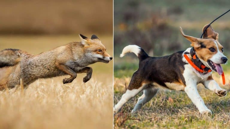 Un zorro persigue a un perro de caza