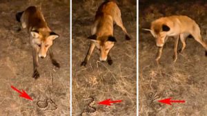 Un zorro intenta cazar a una víbora ante la atónita mirada de un conductor