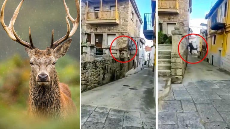 El ciervo, caminando por el pueblo de Cáceres.