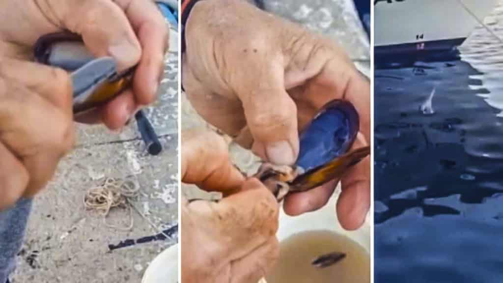 cómo anzuelar mejillón para pescar sargos y doradas
