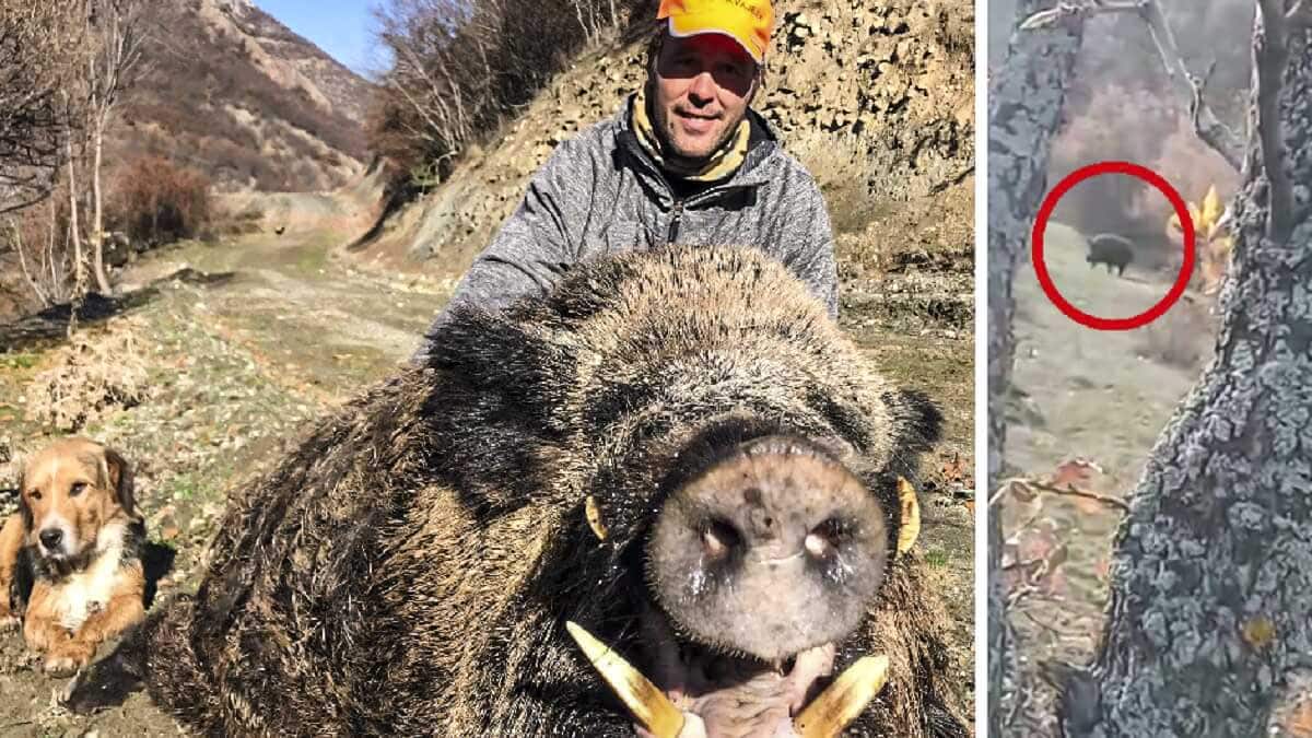 Jabalí de 400 kilos: este es el vídeo del momento en el que el monstruo  entró al puesto del cazador