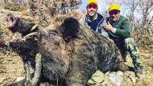 Así abatió el cazador español el mastodóntico jabalí de más de 400 kilos: «Era un monstruo»