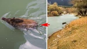 Este jabalí dejaría atrás a Michael Phelps: así cruza un peligroso río en sólo 20 segundos