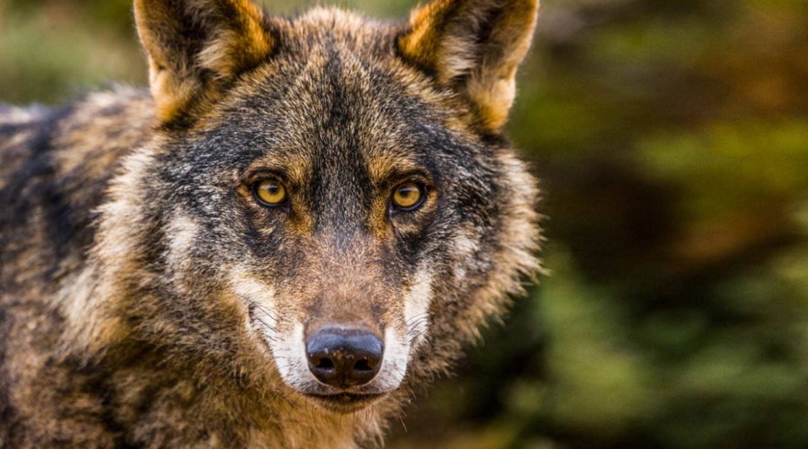 Los ecologistas de Madrid denuncian a Cantabria ante la Fiscalía por su decisión de cazar 10 lobos