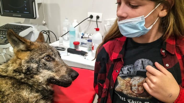 El lobo, en el centro veterinario Xarope. © Facebook