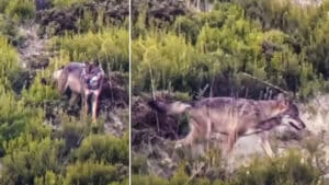 Un cazador graba un enorme lobo tras el rastro de un corzo
