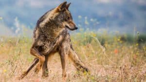 Los lobos ya están atacando dentro de los pueblos: la nueva realidad de la España vaciada