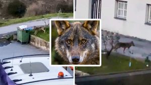 Los lobos empiezan a perder el miedo al hombre y este vídeo grabado en Orense lo demuestra