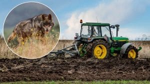 Tres lobos rodean a un agricultor que trabajaba con su tractor en Valladolid