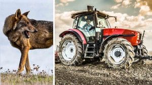Un agricultor de Valladolid graba a cinco lobos merodeando junto a su tractor