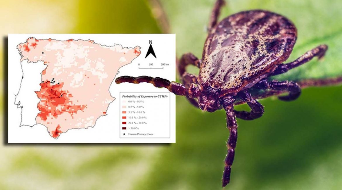 Este mapa indica en qué zona es más fácil que una garrapata te contagie el virus de Crimea-Congo en España