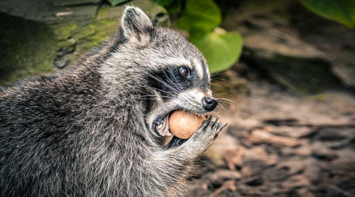 El mapache, un peligroso depredador fuera de control en España que transmite una fatal enfermedad