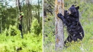 Un conductor graba cómo un hombre trepa por un árbol para escapar del ataque de un oso