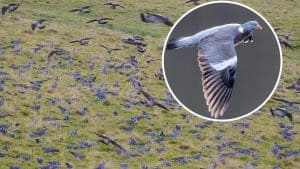 La magia de la migración de la paloma torcaz: un gran bando cubre el suelo con un manto azul