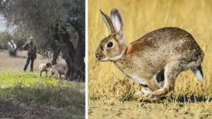 Dos perros de caza hermanos cazan conejos en olivares de este magistral modo