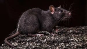 La ley de protección animal impulsará la expansión de la temida rata negra