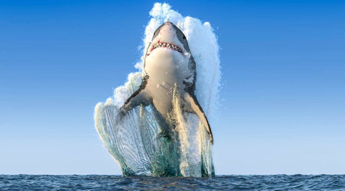 Un tiburón devora a un hombre de 57 años mientras nadaba en presencia de su mujer e hijos