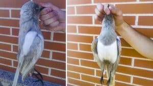 Caza una extraña urraca en Salamanca en una jornada de paloma torcaz