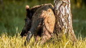 ¿Está permitido el uso de atrayentes en la caza del jabalí en espera?