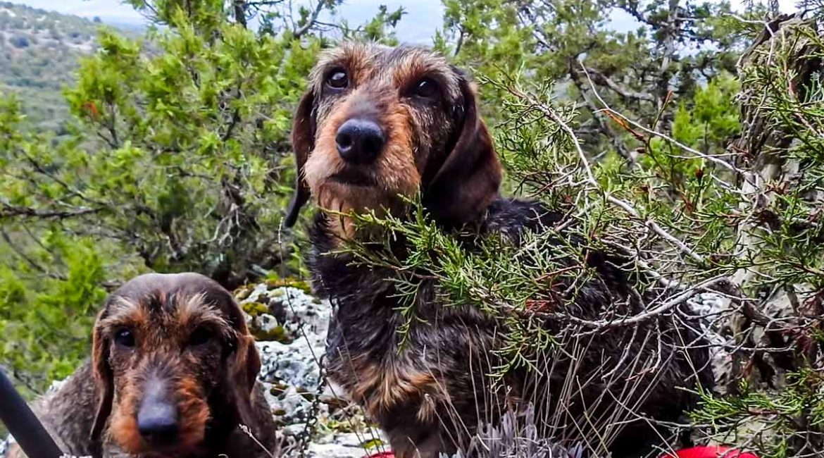 Emotivo poema de un cazador a su perro de caza tras morir entre sus brazos