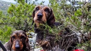 Emotivo poema de un cazador a su perro de caza tras morir entre sus brazos