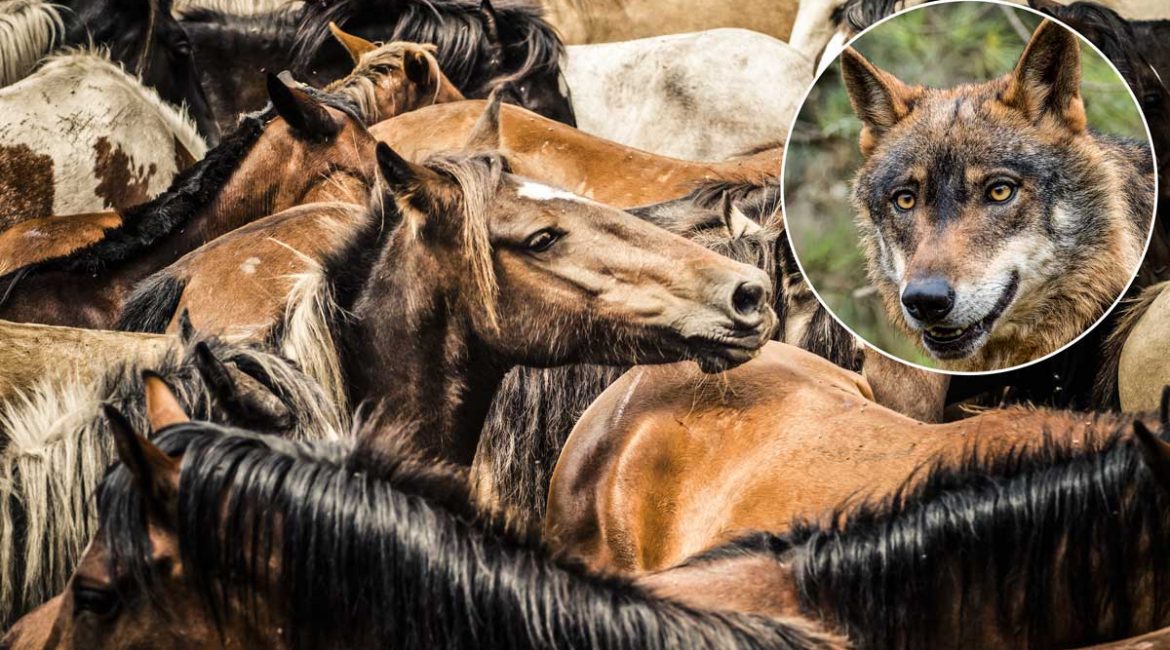 El lobo podría llevar a la extinción a los caballos salvajes de Galicia