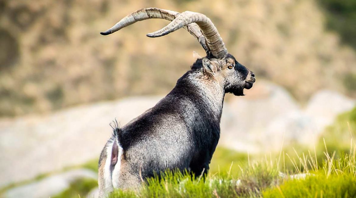9 razones por las que los animalistas deberían dar gracias al cazador del macho montés de Gredos