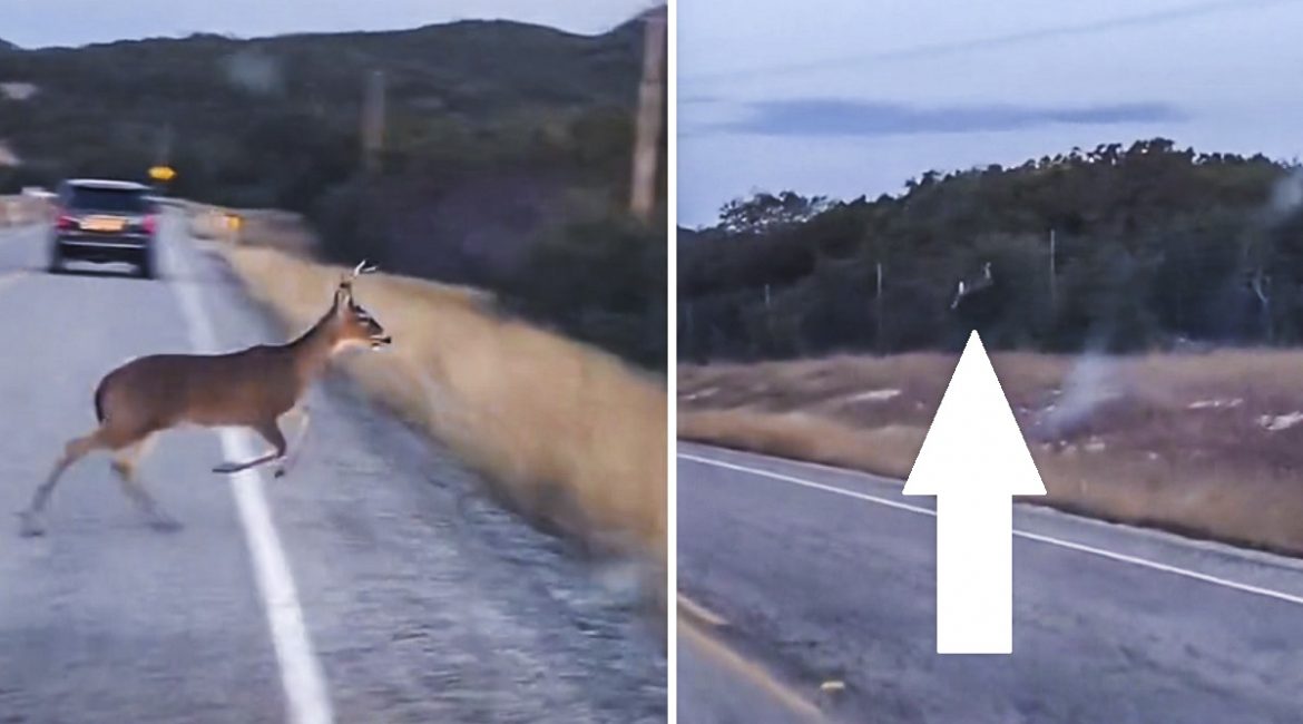 Un ciervo trata de saltar el vallado de una carretera, pero genera una peligrosa situación