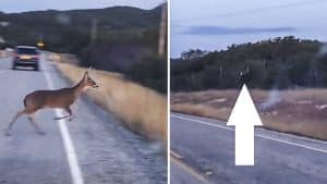 Un ciervo trata de saltar el vallado de una carretera, pero genera una peligrosa situación