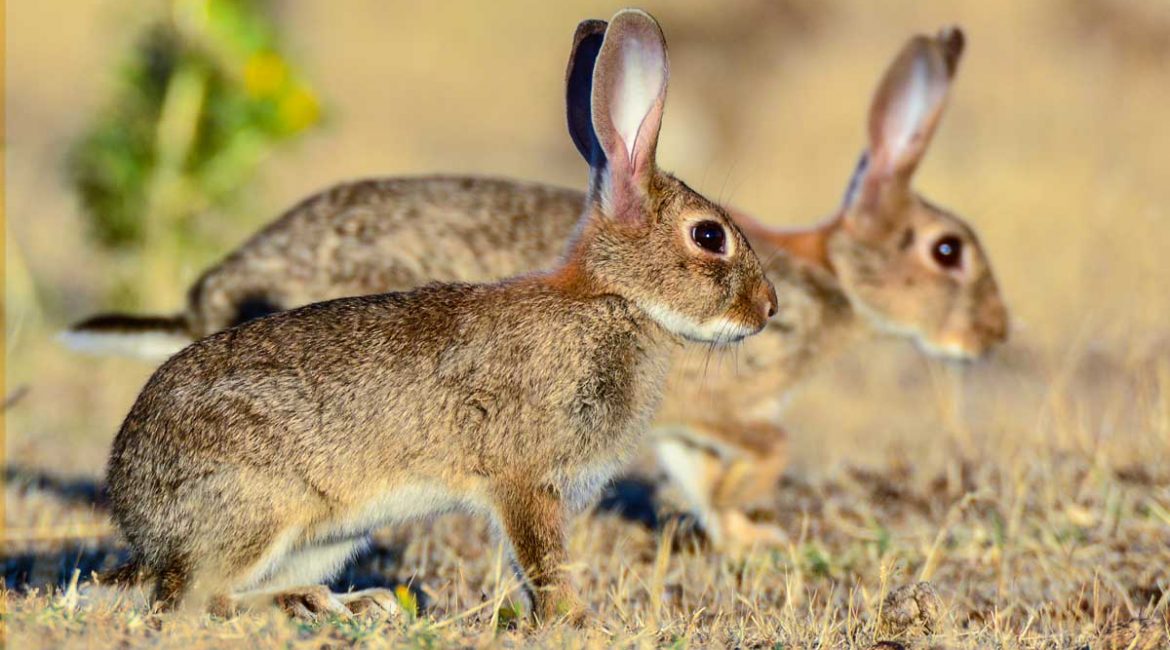 Cómo repoblar conejos de monte: cinco normas básicas para tener éxito
