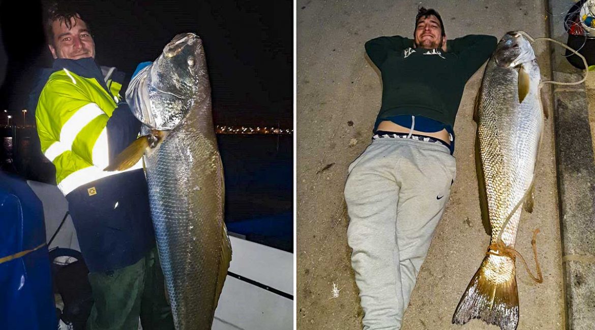 Pesca sin caña una corvina de 33 kilos en la Bahía de Cádiz: «Es la más grande del año en esta zona»