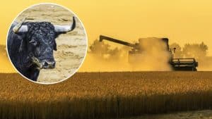 Lo más visto en 2021: Un agricultor cosecha un maizal y de él se arranca un toro bravo