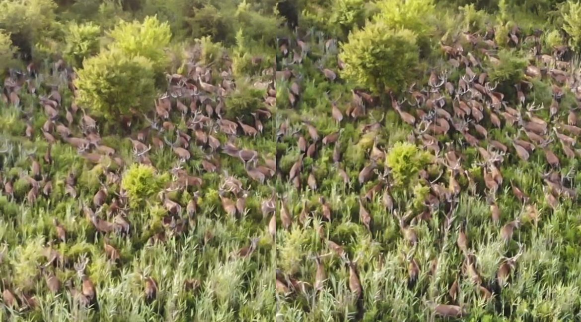 Lo más visto en 2021: Un dron graba una pelota de más de 100 ciervos desde el aire