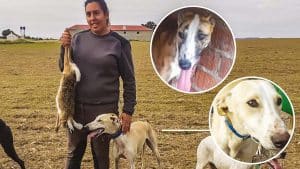 Nuevo golpe de los ladrones de galgos en Toledo: se llevan los perros de caza de una galguera