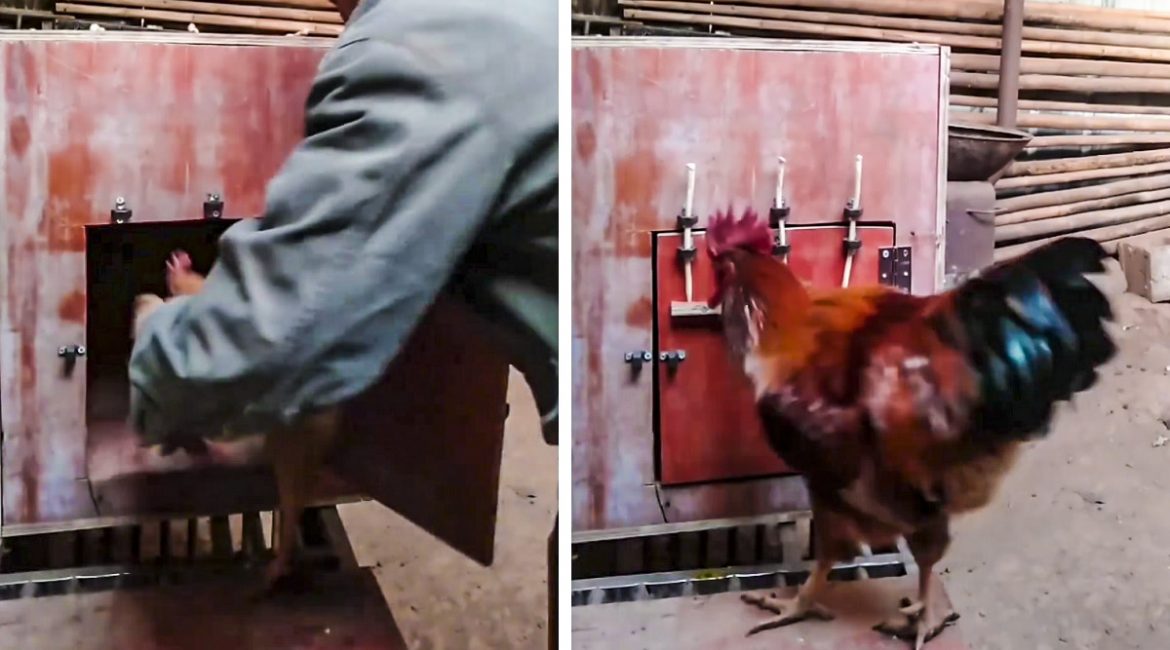 Un gallo libera de este increíble modo a una gallina encerrada en una jaula