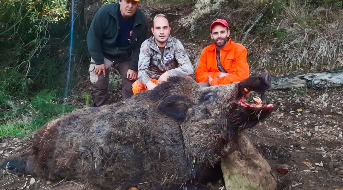 Cazan un jabalí del tamaño de un oso en Huesca