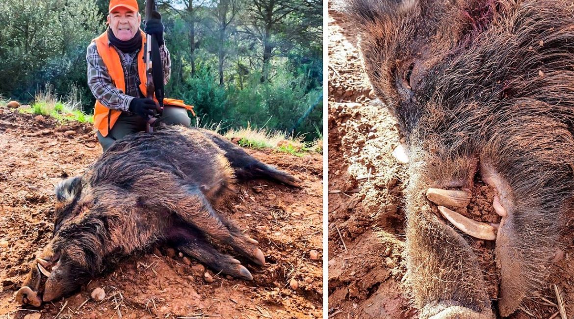 Siguen apareciendo jabalíes enormes: cazan otro de 132 kilos en Gerona